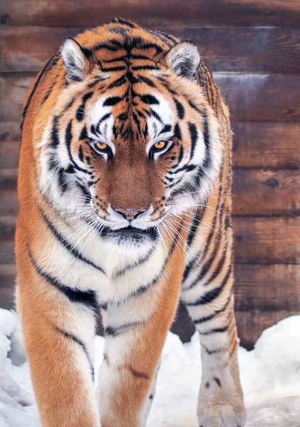 AmurTigres's tweet photo. Aura. 👑
#tiger #tigerking #amurtiger https://t.co/v7Kp5NyDOI