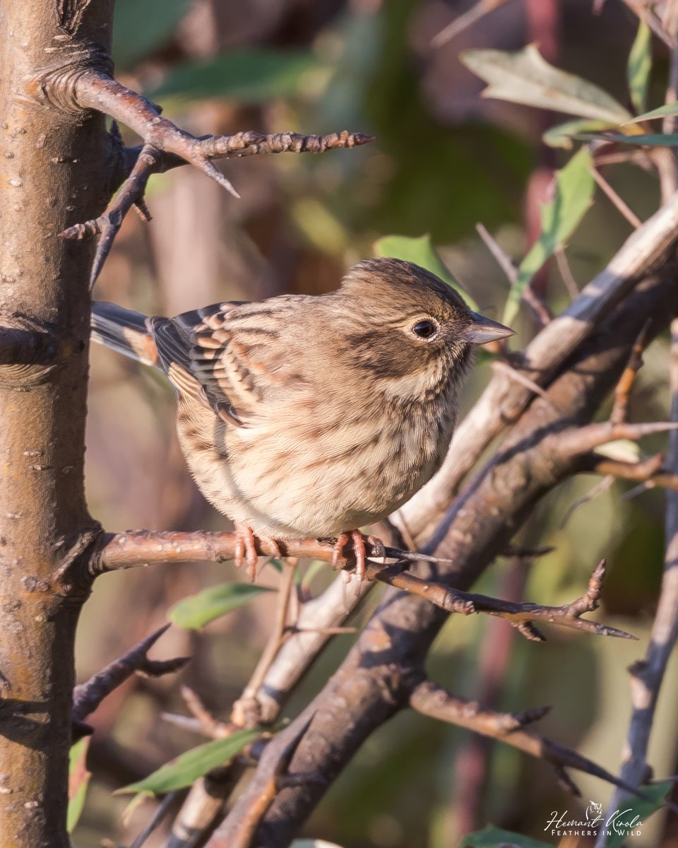kirola_hemant's tweet photo. A daily dose of new bird.

My Bird No. 781

Chestnut-eared Bunting

Would love to see any 'Buntings' species from your gallery. 

 #IndiAves #ThePhotoHour #NikonIndia https://t.co/6vX3eduGZQ