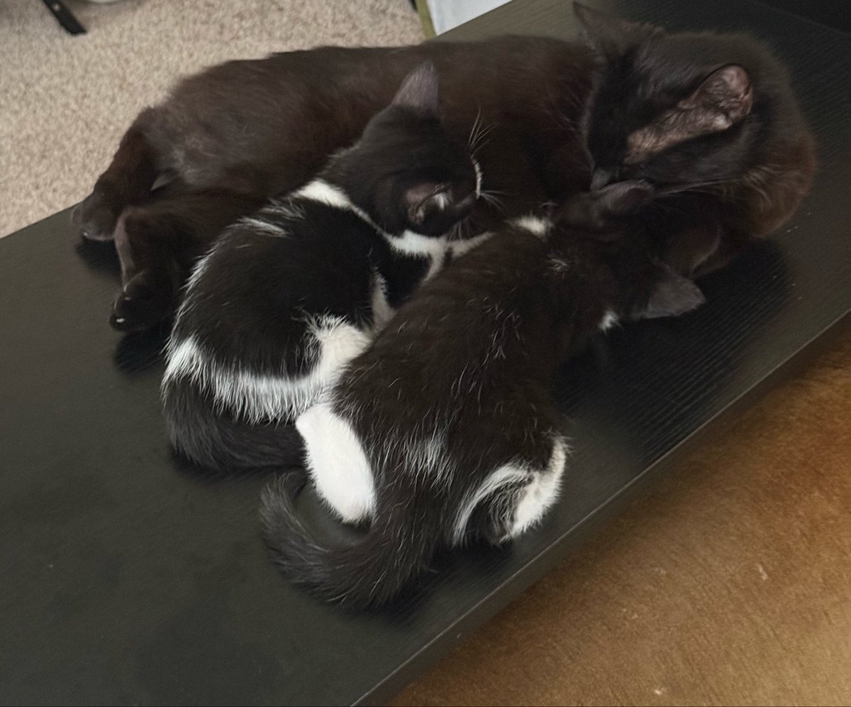 MAELNACHT's tweet photo. The mama cat trusted me with her kittens because she knows the whites are the stewards of all God’s creations https://t.co/sr92HLSSDP