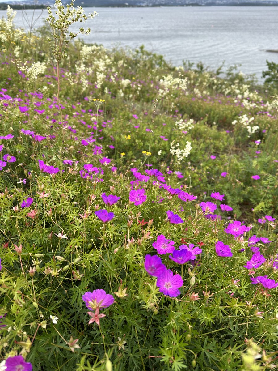 EideAron's tweet photo. Mellom fjord og himmel danser blomster i vinden. Humler og bier skriver sommerens små dikt fra blomst til blomst. Rolfstangen på sitt vakreste. 🐝🌸 https://t.co/vj6fBn9hfQ