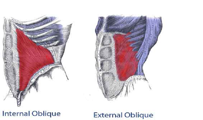 drdozellodc's tweet photo. Two Minutes of Anatomy: Internal and External Obliques
Dr Donald A Ozello DC, NSCA-CPT
#obliques #obliquemuscles #obliquesanatomy #coreanatomy #coremuscles #chiropractor #onlinefitnesscoach #onlinefitnesstrainer #onlinepersonaltrainer https://t.co/1vgUiCMdry https://t.co/F6RzsCrbht
