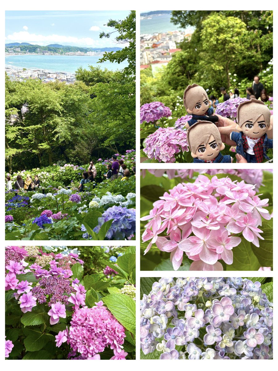 suma_maruko's tweet photo. #木村さーーん
②6月大人鎌倉旅第2弾❤️竹のお寺 報国寺へ🎋

何とも言えない素敵な空間に癒されました✨
紫陽花も見頃の季節💠だったので見に行ってきました🚃𓈒𓂂𓏸

#木村拓哉 #鎌倉
#報国寺 #長谷寺 #紫陽花 https://t.co/rmsF4Ic0CM
