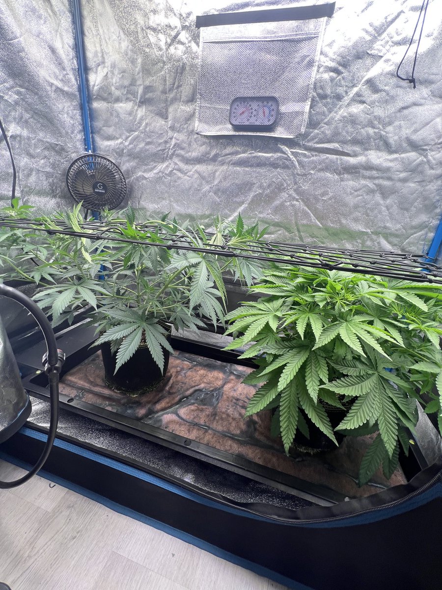 ThatHydroCouple's tweet photo. You can fake followers. You can fake hype. You can’t fake a canopy.

Day 10 of flower. Lime Kool Aid &amp; Planet Berry by 7 Skunk Genetics. Built through consistency, not luck. 🔥🌱

#cannabiscommunity #tray2grow #generalhydroponics #thathydrocouple #7skunksgenetics https://t.co/q5lFQaJLfw