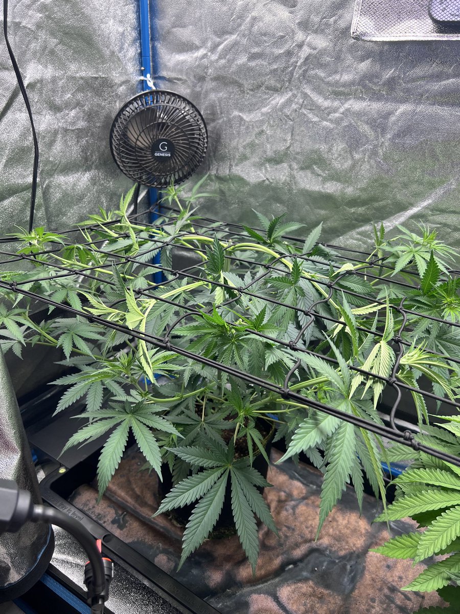 ThatHydroCouple's tweet photo. You can fake followers. You can fake hype. You can’t fake a canopy.

Day 10 of flower. Lime Kool Aid &amp; Planet Berry by 7 Skunk Genetics. Built through consistency, not luck. 🔥🌱

#cannabiscommunity #tray2grow #generalhydroponics #thathydrocouple #7skunksgenetics https://t.co/q5lFQaJLfw