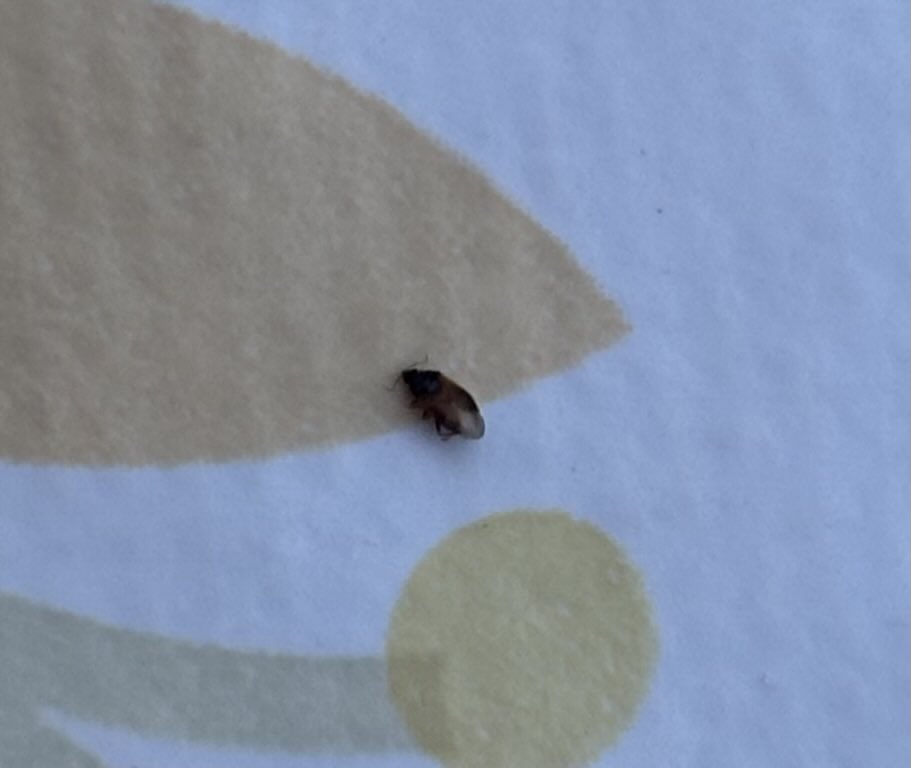 6LauraH's tweet photo. Da qualche sera in terrazza ho queste bestiole. Pungono in una maniera assurda con eritema che dura per giorni.
Qualcuno sa di cosa si tratta? 
Preferivo le zanzare 😨 https://t.co/7tSSV7NFTE