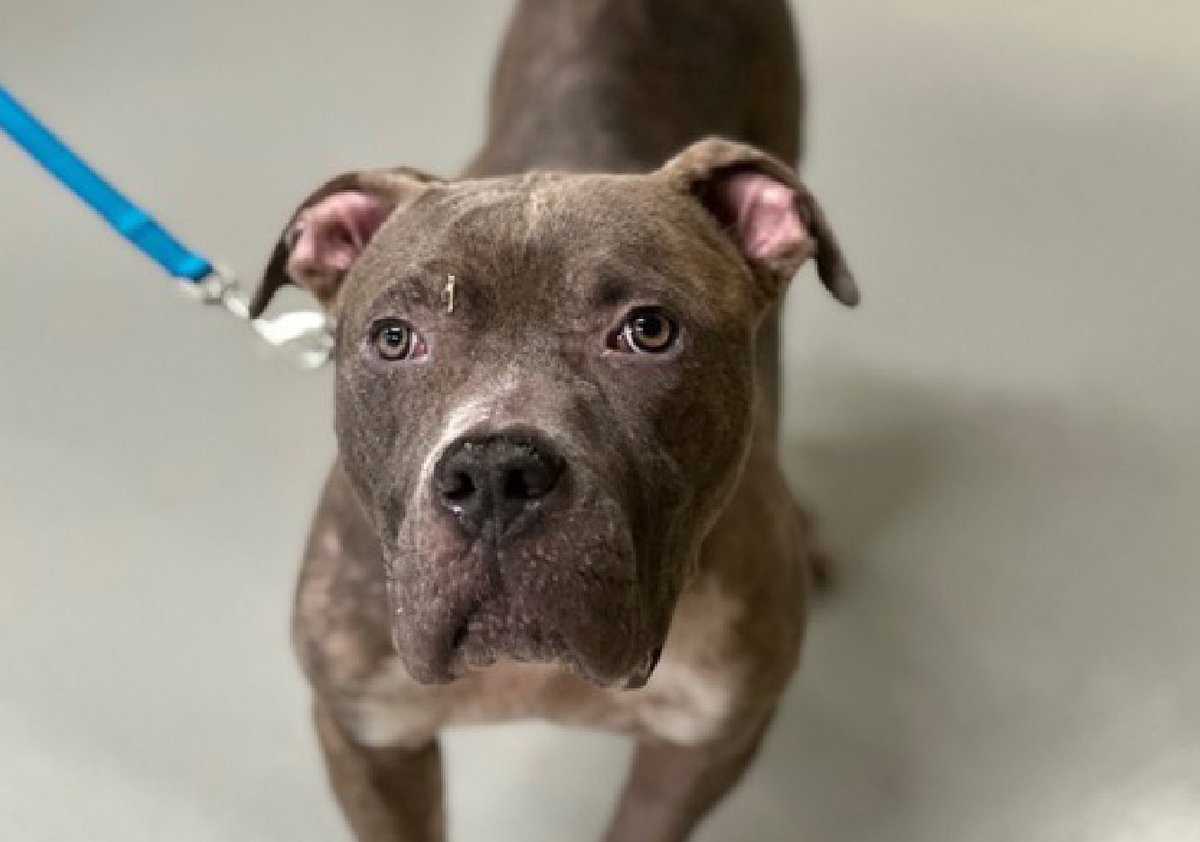 notthesameone2's tweet photo. 🐾2-y/o Snickers listed for medical - elevated kidney values & severe dermatitis, under treatment & improving but not yet resolved. Came in underweight w/ muscle waste. Sweet, waggy, good on a leash, young, cooperative, earned 2nd best behavior rating & okayed for young kids (5+). Available to foster or adopt 6/16: https://t.co/oyzK3hh0oc