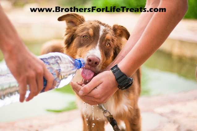 BrothersTreats's tweet photo. Going out for some extra play time? Make sure you stay well hydrated. #BrothersForLifeTreats #LongLifeForDogs https://t.co/Ys0jb2ZvQ3