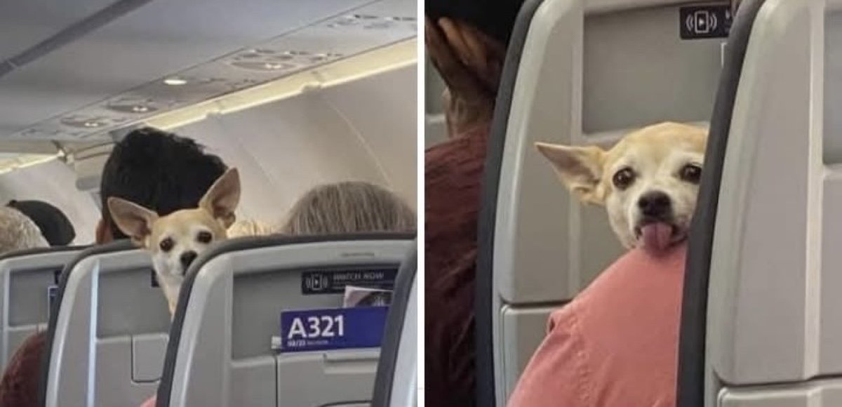 Guarromantico_'s tweet photo. Luego porque no los dejan subir a los
aviones. https://t.co/ohoGYxLIc1