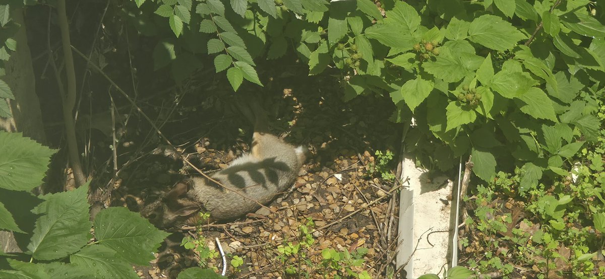 oovchook's tweet photo. I was just casually watching yet should of been recording, guy just dug the ground and flopped to sunbathe! https://t.co/l9z9A6YAgV