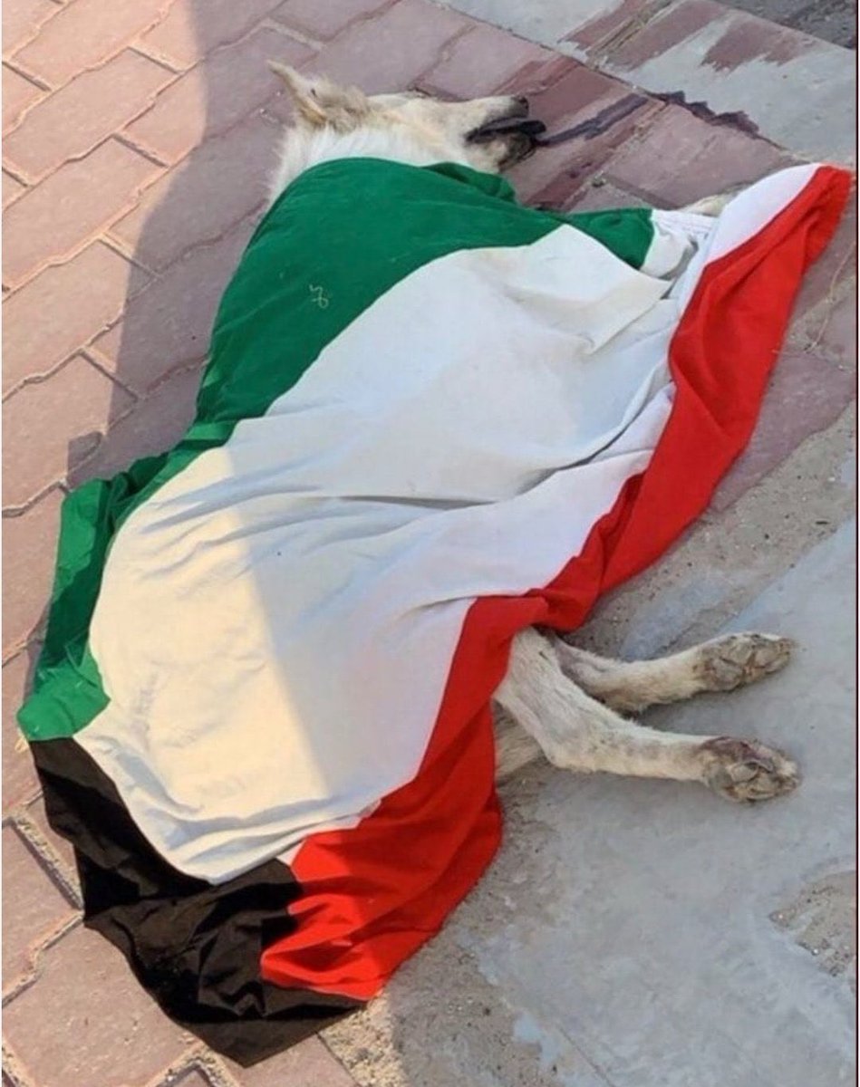 HusseinSwidi's tweet photo. @Hydikm القويطي يشعر بالاحباط 😩 https://t.co/spGB8aAwi5