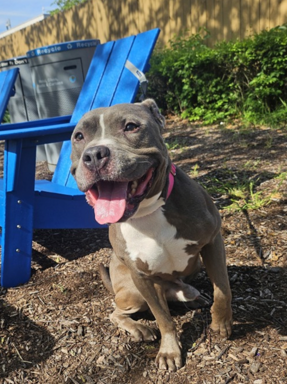 BeeDoDoobieDo's tweet photo. KETO ~ long stay dog #115Days in ACC
https://t.co/noOfy4WRQu
$25 adoption fee💥Manhattan
read his story at his link above (in vid⬇️)
♥️Respectful, seeks contact+leans in when he's ready. Keto loves encouragement+kindness. He is a level 2 behavior dog, patient or experienced adopter