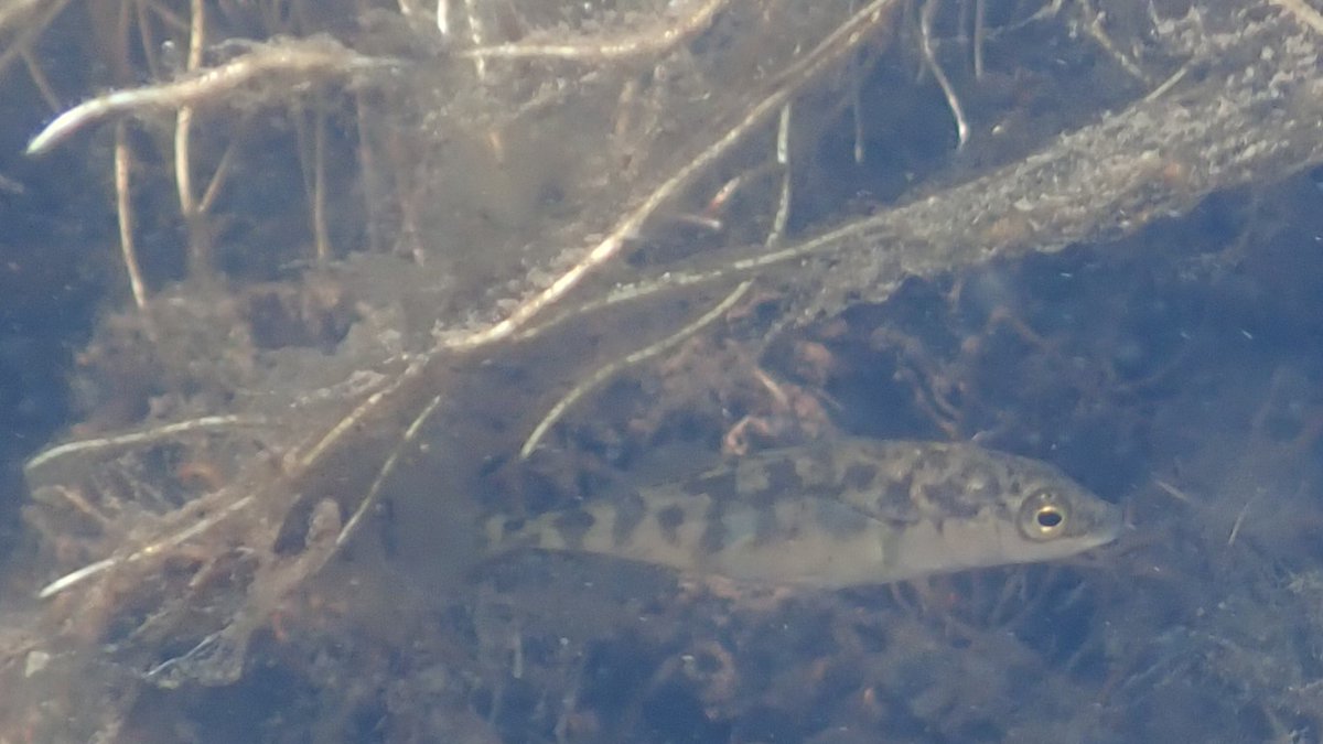 numenini's tweet photo. A lot of ♂️Three-spine Sticklebacks (Gasterosteus aculeatus) in the River Lark at Cavenham Heath were showing the red belly &amp; blue eyes of breeding condition, but none in peak glory, late May. Quite a few Gudgeon (Gobio gobio) around as well. #suffolk #rivers #fish #teamfish 6/16 https://t.co/D3EvsLepnz