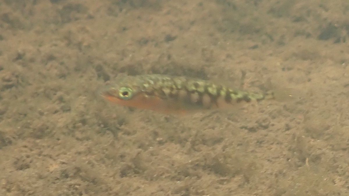 numenini's tweet photo. A lot of ♂️Three-spine Sticklebacks (Gasterosteus aculeatus) in the River Lark at Cavenham Heath were showing the red belly &amp; blue eyes of breeding condition, but none in peak glory, late May. Quite a few Gudgeon (Gobio gobio) around as well. #suffolk #rivers #fish #teamfish 6/16 https://t.co/D3EvsLepnz
