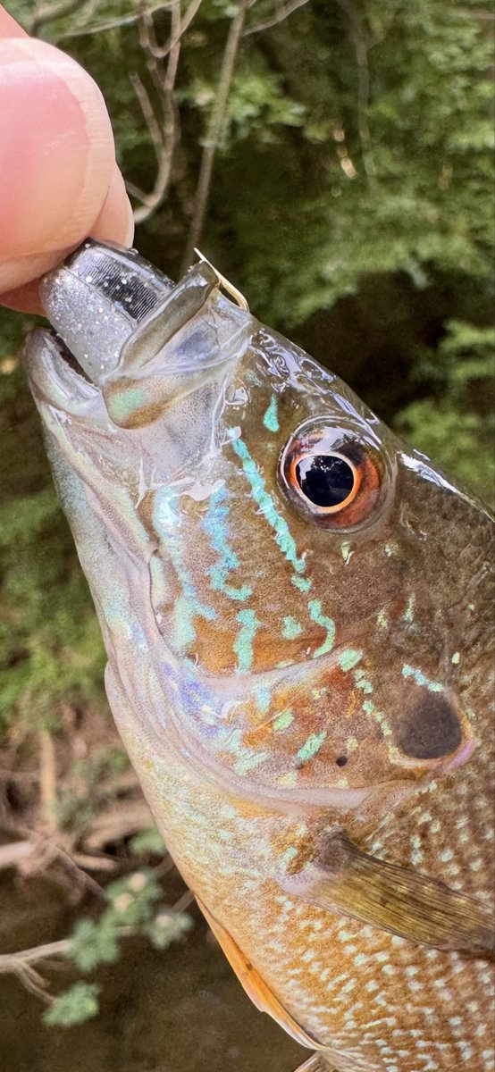 Beaches84452's tweet photo. The Green Sunfish were on the bite today. Caught a few more besides this guy but they flipped back into the creek faster than I could get the camera out! 🐟👍🏻🎣
#fishing #explore #adventure  #creekfishing #alabama https://t.co/T0rk9DSzcV