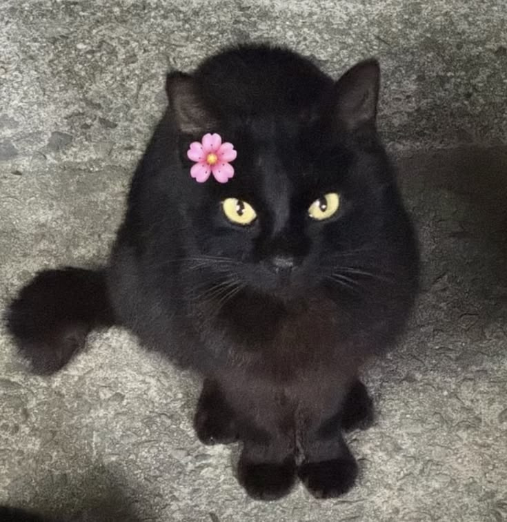 m3owqingx's tweet photo. how pinterest sees me

character
place
plant
animal

amei a flor me lembrou o Ao Bing https://t.co/fEi8cQHNBU