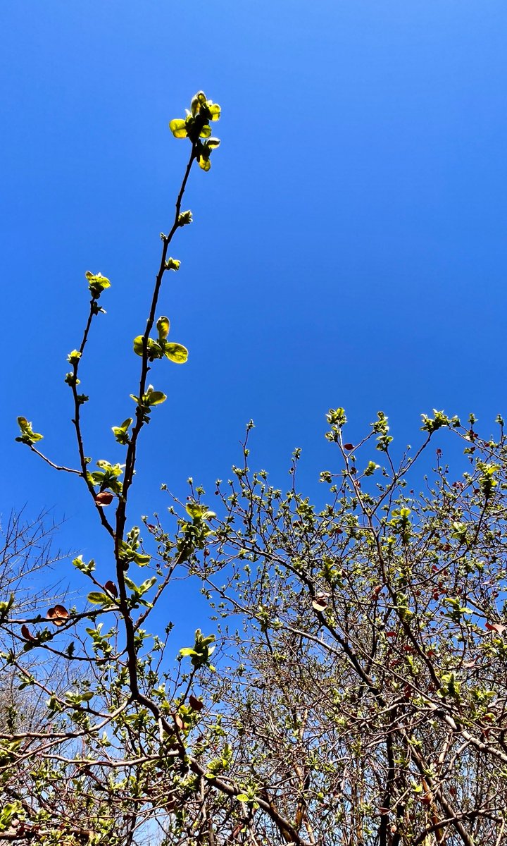 ilaria_bcn's tweet photo. Learning English daily is like planting seeds—small, consistent efforts will bloom into big progress. Start with 10 minutes today! https://t.co/5yI1vigZMG