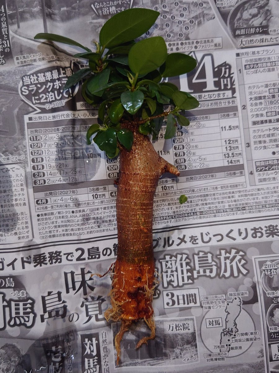 Kagereonn's tweet photo. 夕"インーで見付けたがじゅまるさんを、耳戠場で水耒井栽土咅してみる
果たしてうまく育つのだろうか…
日光が全く当たらなくて、室内灯だけになるから心配 https://t.co/2BSMk6Hq8K