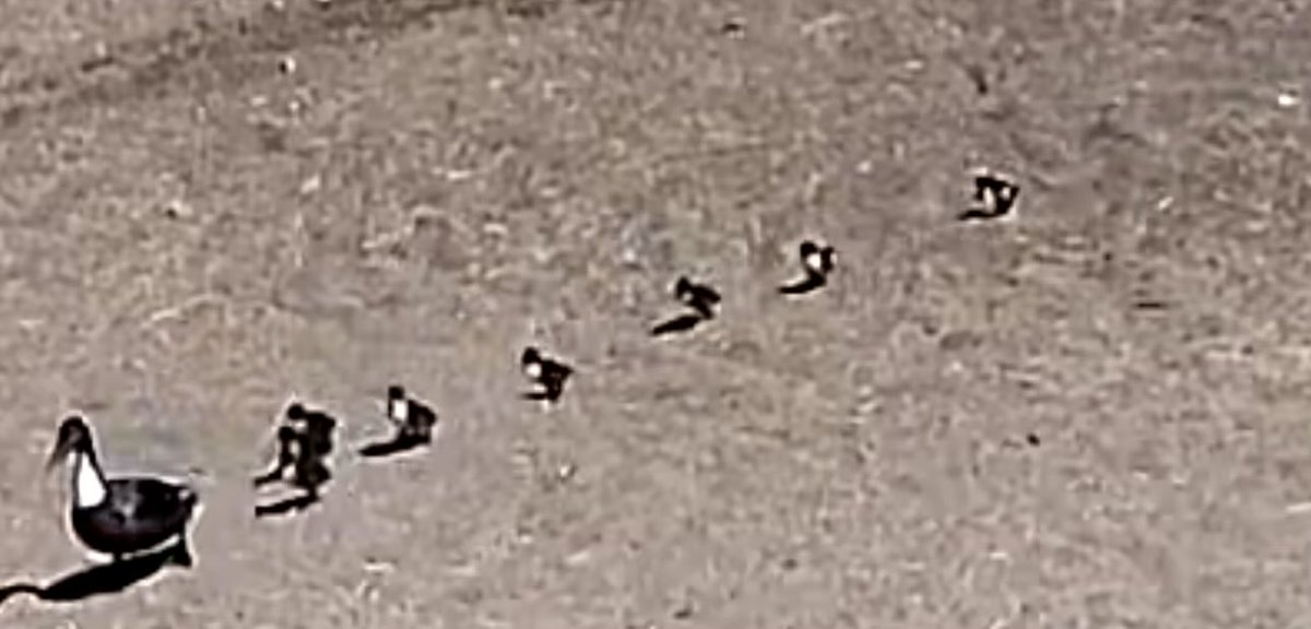 rbryson720's tweet photo. Baby ducks on the move https://t.co/Le5g3G7jFk