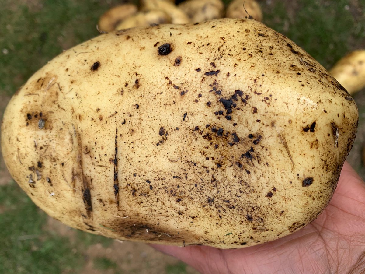 Nthabelengshal3's tweet photo. A lil motivation to #growyourownfood! Potatoe harvest... ! #Lesothopotatoes,#Lesothofarmers ... https://t.co/A6fcdUmbZp