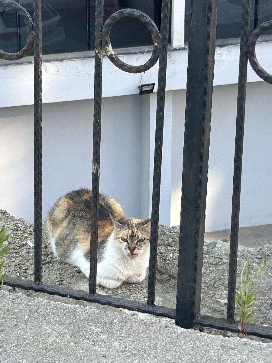 alizenaz's tweet photo. Müşkülpesent kedi buldum fhdhsbdh https://t.co/gFe7HqiXV3