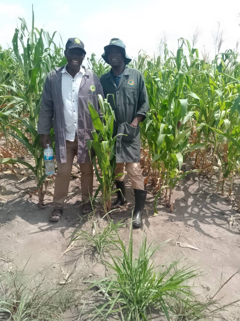 northpointagro's tweet photo. Constant inspection as a measure for Quality Control @kirodavid6 @kenyaseed https://t.co/CnaGIqSvzC