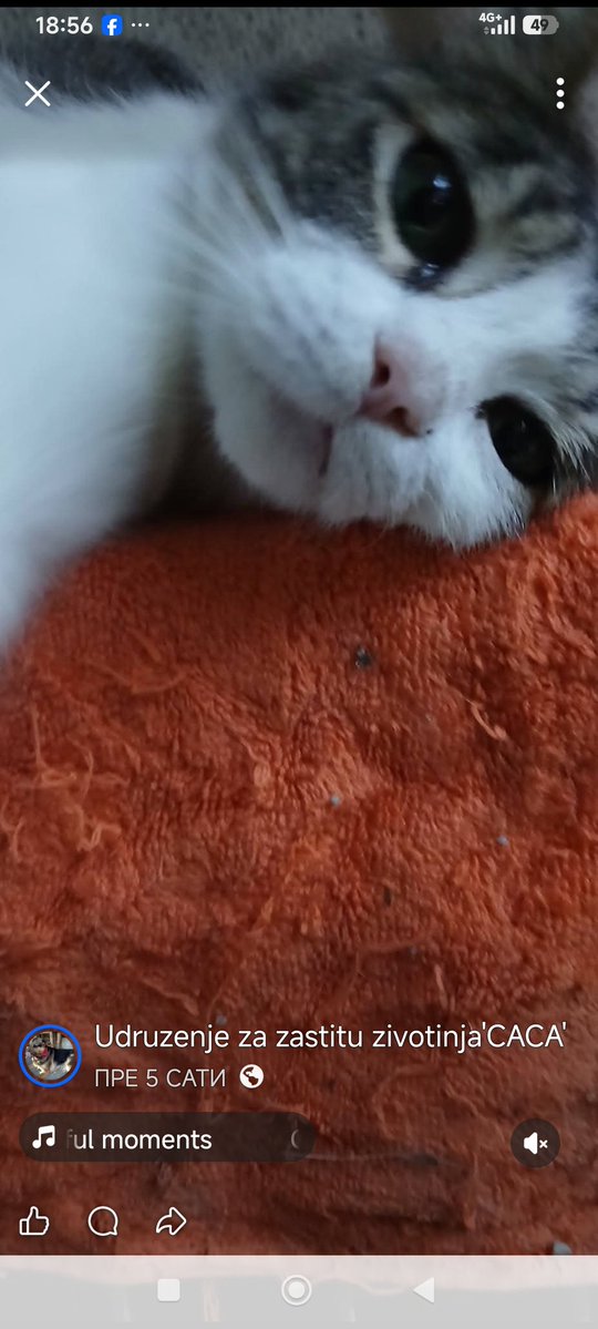 azra2209's tweet photo. Svaka pomoć je dobro došla. Molim vas pročitajte objavu, pomozite ako ste u mogućnosti i podelite da što više ljudi vidi. 
Hvala od ❤️ https://t.co/0W1Rl03ZB2