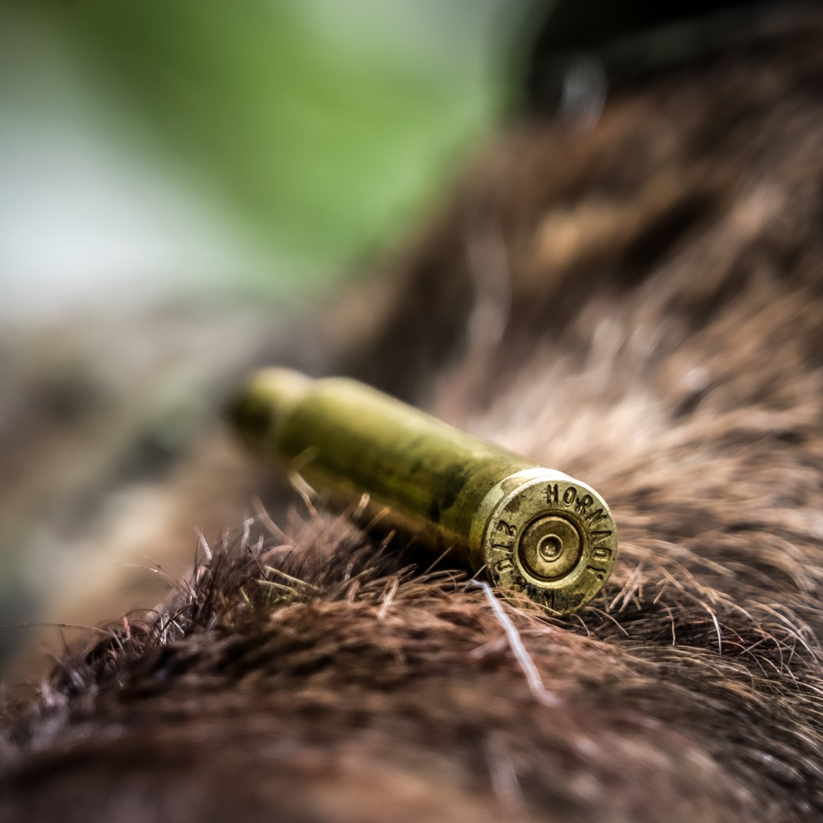 TeamHornady's tweet photo. Do you hunt for fur? What cartridge do you prefer? https://t.co/JQKGdSYW64