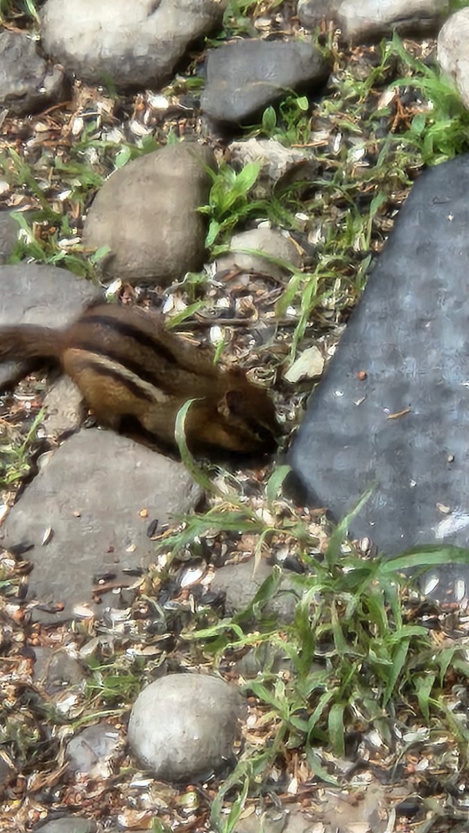 crewman69K's tweet photo. Can't believe we have a chipmunk. Haven't seen them in years. https://t.co/4YlVlwSXSr