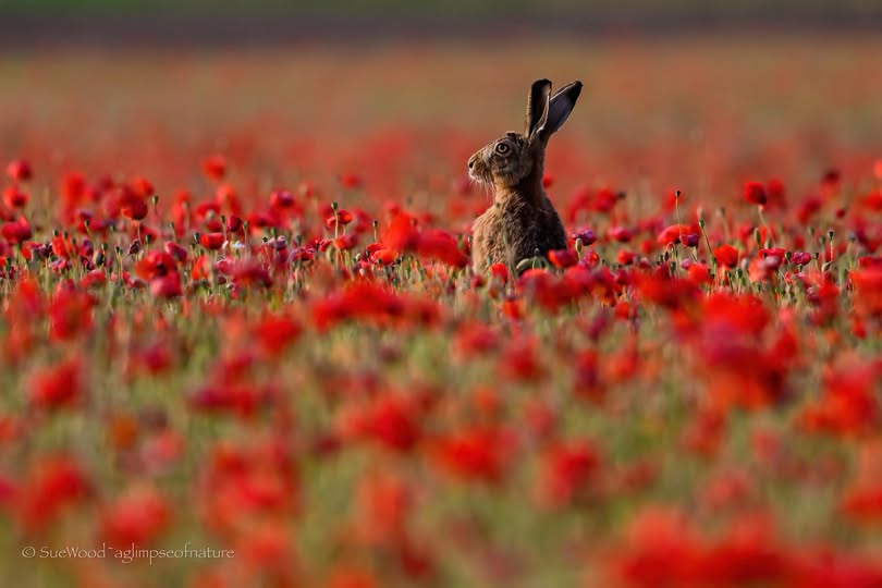 BrancasterStays's tweet photo. Sue Wood captures a hare among the poppies at golden hour in Norfolk Countryside Photos — the fields around Brancaster Stays are full of both right now. Photo: Sue Wood ~ aglimpseofnature. 
Original post: https://t.co/p5MZLSCDuE 
https://link.content36... https://t.co/LTZLnJm67w