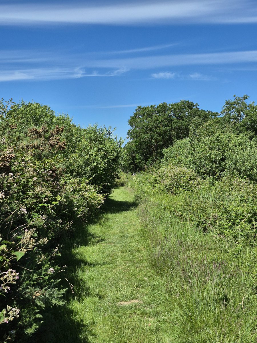 lgriffiths130's tweet photo. Another dry day - they've been quite rare recently - so made the most of the weather with a visit to Hickling NWT. There was a World Swallowtail Day event so quite busy and we did see several swallowtails. https://t.co/XvrIJXXx2g