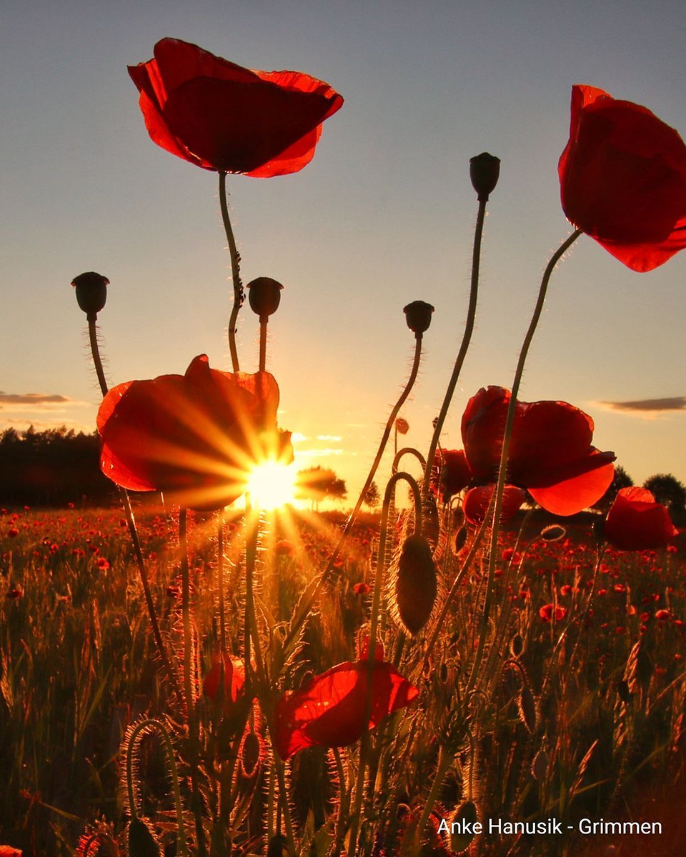 WetterOnline's tweet photo. 🌺🌅 Goldene Abendsonne und leuchtend rote Mohnblumen: In Grimmen entstand dieses wunderschöne Sommermotiv. ✨
📸 Anke Hanusik
#Grimmen #Mohnblumen #Sonnenuntergang #Naturfoto https://t.co/BVY3EaMWMr