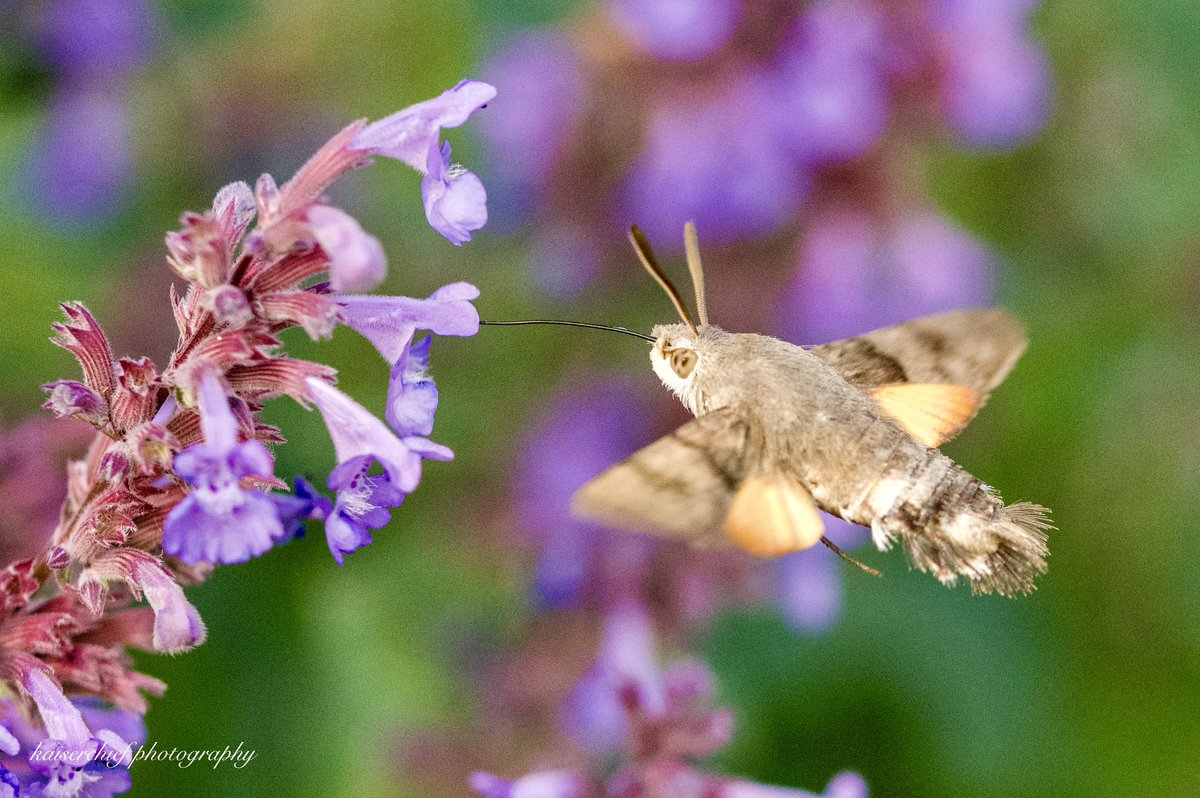 Kaiserchief3's tweet photo. Few from @RSPBTheLodge this week 
@savebutterflies https://t.co/yFjp31E2NP