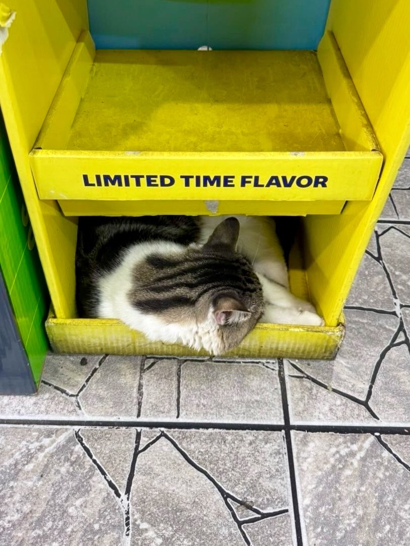 Bodegacats_'s tweet photo. https://t.co/XoicUplcW3