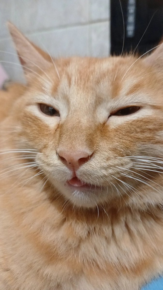 trinmjess's tweet photo. "mãe não tem filho preferido" 

minha galeria sendo 90% fotos do Simba porque acho ele o gato mais lindo do mundo https://t.co/cfJK7Z1EVI