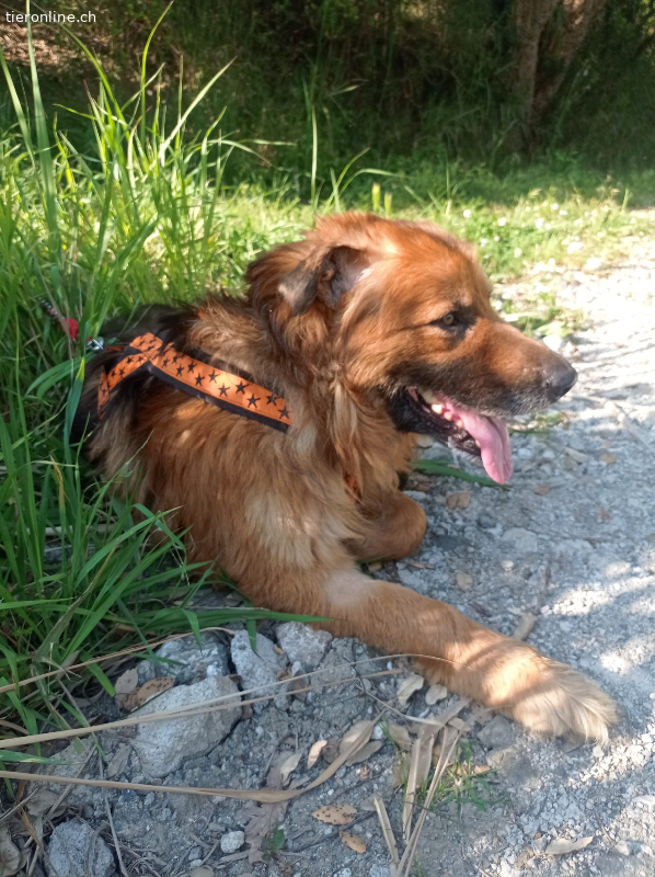OsservoETaccio's tweet photo. #14giugno #animali #adozioni #italia #cane #cani https://t.co/Uw31HwiXj5 https://t.co/Li8JUH8EnJ