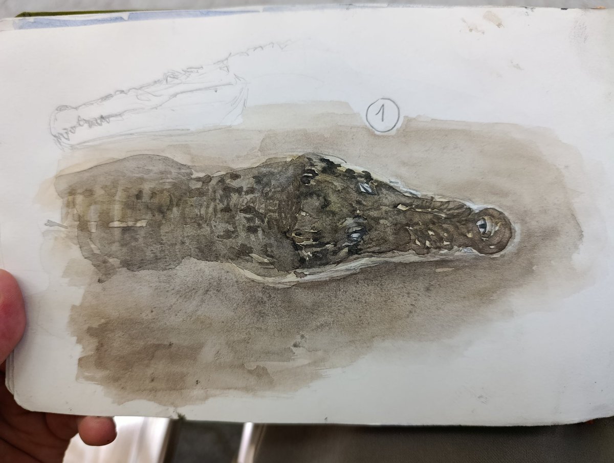 mantian2006's tweet photo. Fish and croc https://t.co/N6g2g8blGD