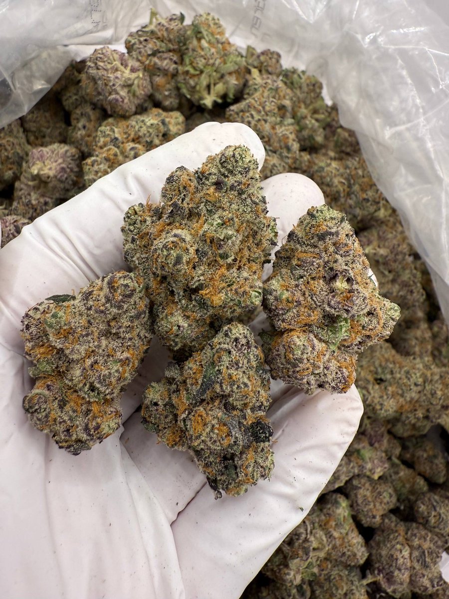 theplughtown's tweet photo. Houston plug  ❄️☃️
3.5/25
7/50
14/100
28/150
+3466249982
#houstonplug #weed #houstonmeets #houston #deliver #houstonbestplug #zaza #springplug #cypressplug #katyplug #northsideplug #htxlinkup #htxsnow #drgtwt #htxdrugs https://t.co/EoVJwUqAwX