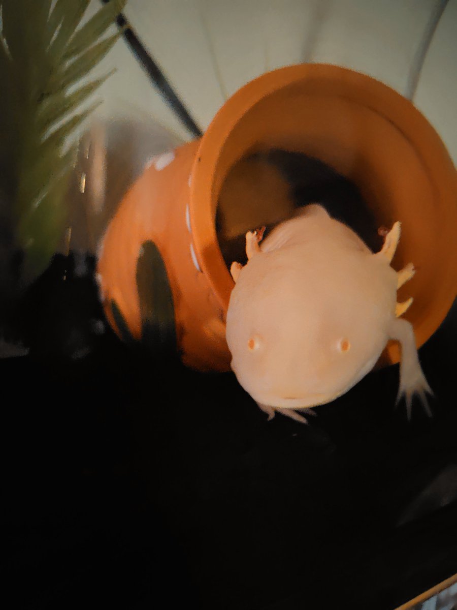 CUNEflash's tweet photo. 久しぶりのたこつぼ！ https://t.co/tWf3xOc05O