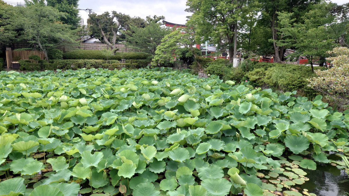 dolphine_20's tweet photo. 6月14日㈰、曇り/夜小雨。
今日の湘南旅は久々に鶴岡八幡宮へ。お参りをして御朱印をいただく。
色とりどりの紫陽花が水���浮かぶ、花手水に目を引かれた。
風が吹く度に風鈴が揺れて音色が素敵。
かなり大きな���の葉も見事。
穏やかな波の海を見ながら帰った。
#いまそら 
#イマソラ
#鎌倉
#ご朱印 https://t.co/L6tzZzL5J2