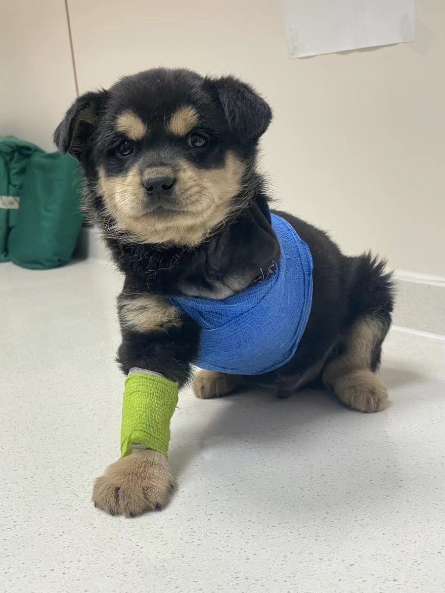 warlock447's tweet photo. My tiny rescue pup who only fit in my palm 6 months ago just nailed his first agility course!  Growth hits different when you wait for it #PetGrowth #DogLife， https://t.co/qBAzMs0wQI