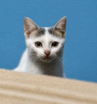 Cinematic Pet Photo Enhancer
