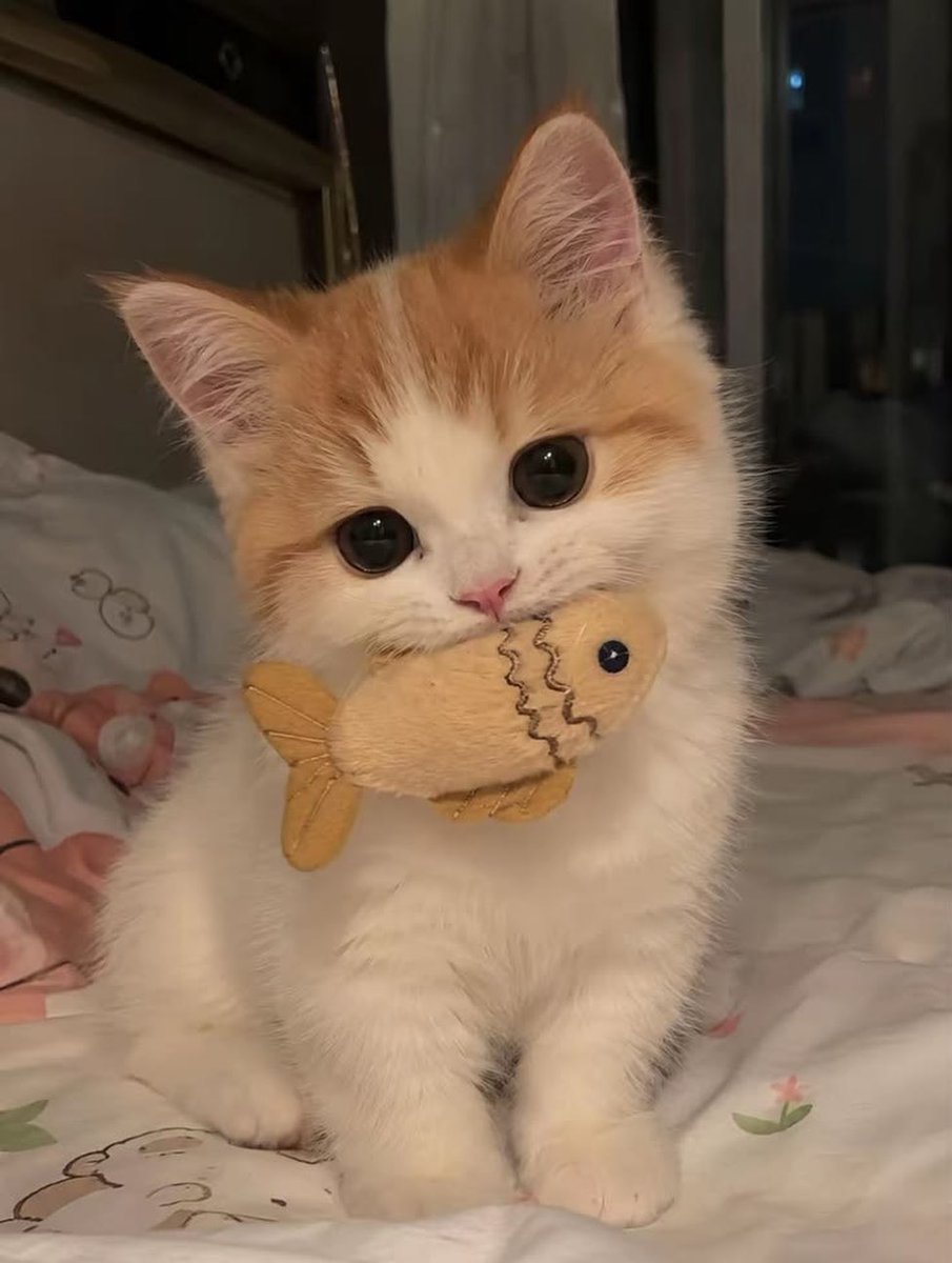 smol silly cat tweet media