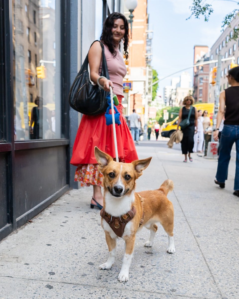 thedogist's tweet photo. Miso, Corgi/Beagle mix, Prince &amp; Lafayette St., New York, NY • “He almost never barks. He’s my coworker’s dog – I’m on Miso duty. He’s one of the best dogs in the world. He wants to make friends with every dog and he’s never mean. And he loves the office; loves to work.” https://t.co/7bwbbMhiut
