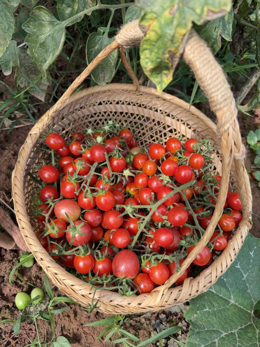mkjason101's tweet photo. Just tried the new organic cherry tomatoes – super sweet, firm, no weird aftertaste. Perfect for salads or snacking. 10/10 would buy again! https://t.co/R63A2eujXM