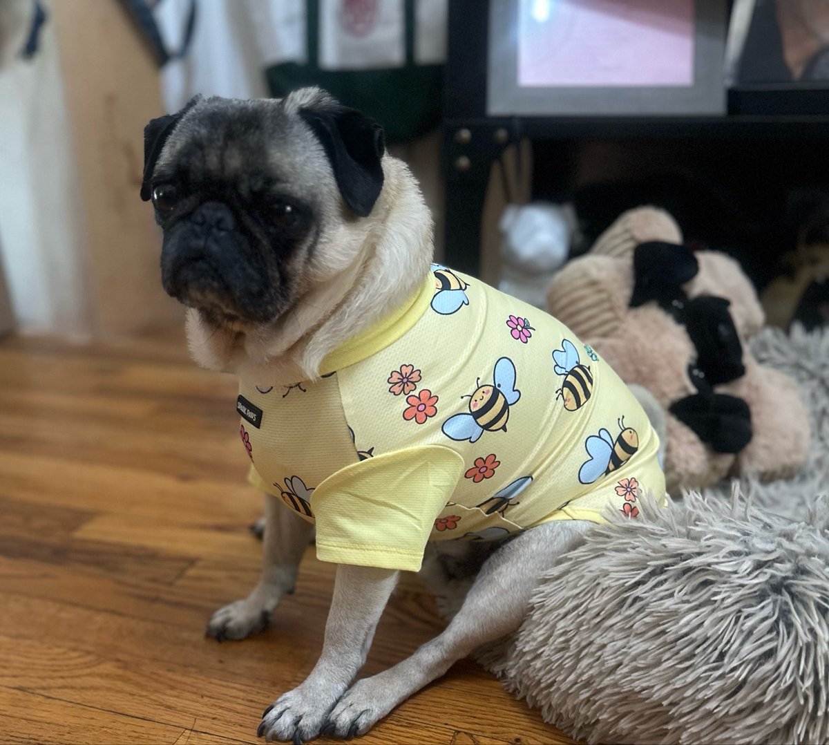 KimmyMonte's tweet photo. simon got a new bee shirt. RT if you agree https://t.co/Z3tdvpOqfZ