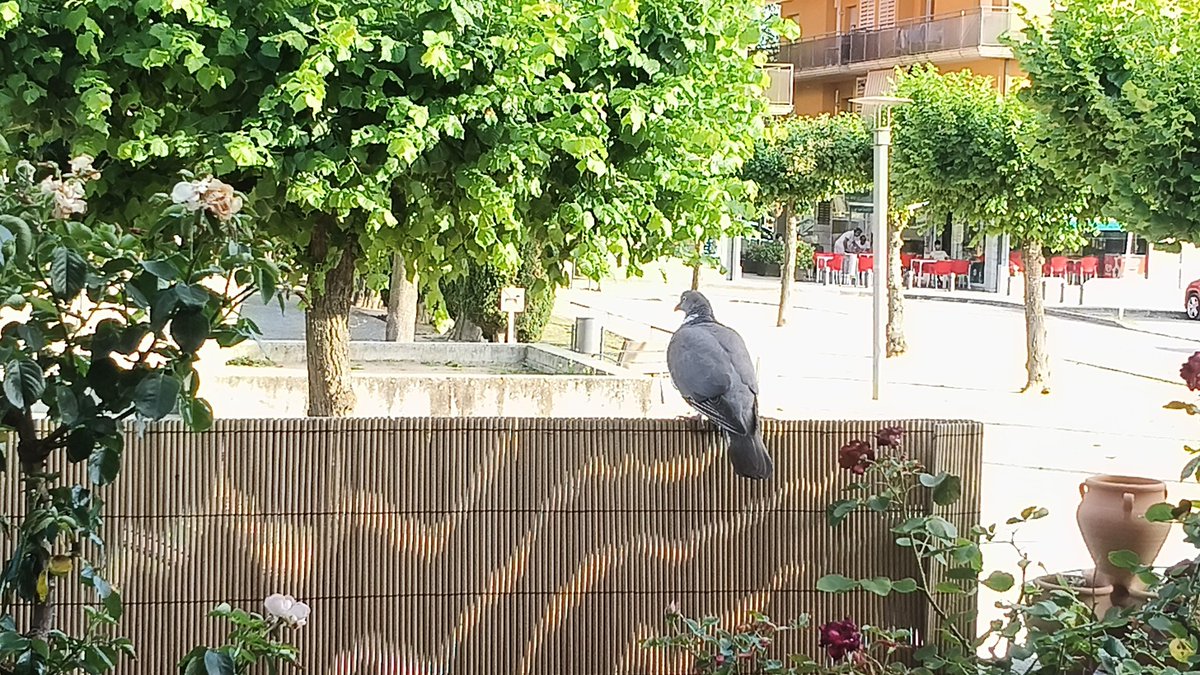 baudina72's tweet photo. Estic escoltant un diàleg entre dues tortoles ( O coloms). 
Tenen un niu a algun arbre de per aquí davant, i es van comunicant, un( O una) desde la Terrassa de casa i l'altre d'un arbre. https://t.co/5xBE8mh7hn