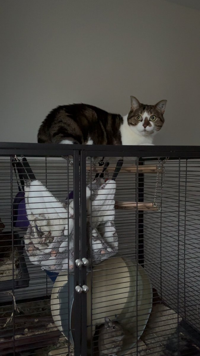 Lilalegroschat's tweet photo. Je suis pas jalouse, juste c’est pas juste que les octodons aient de l’attention quand moi aussi j’en veut … https://t.co/GSzcINP2Zq