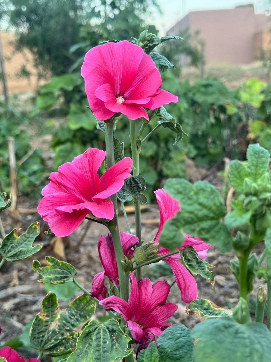 Zizaneee's tweet photo. Vê berêvarê  rastî kulîlka hîro hatim çi xweşik in 🥰#Darhîro https://t.co/1QJy6pJrWH