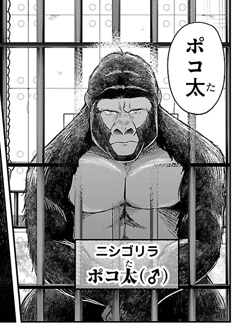 usushi213's tweet photo. 本日発売の別冊少年チャンピオン7月号に
『ちょっと聞いてよ！宮澤さん』🐾
第11話を前後編で載せてもらってます！

動物に好かれない悩みを持つ新キャラ・猿渡と
ゴリラと宮澤が織りなす不思議な三角関係のお話🦍

よろしくお願いしますー！ https://t.co/4VQt3iU9sv