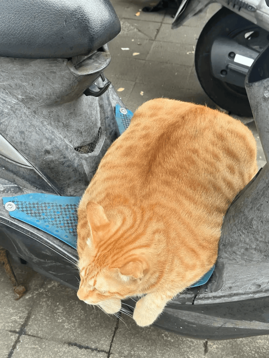 sword4ish's tweet photo. My chonky cat insists on being my "work desk buddy" every morning. Even with 10 tabs open, her purrs make it all worth it ， https://t.co/ZBttzUniF0